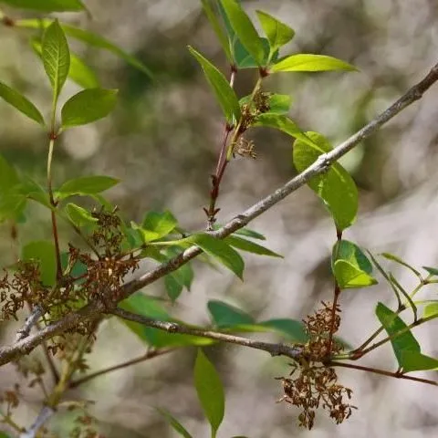 thumbnail for publication: Fraxinus caroliniana, Pop Ash